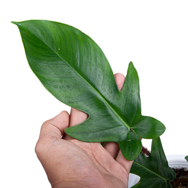 Philodendron Squamiferum