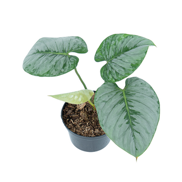 Philodendron Sodiroi - Medium size
