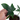 Philodendron Pedatum