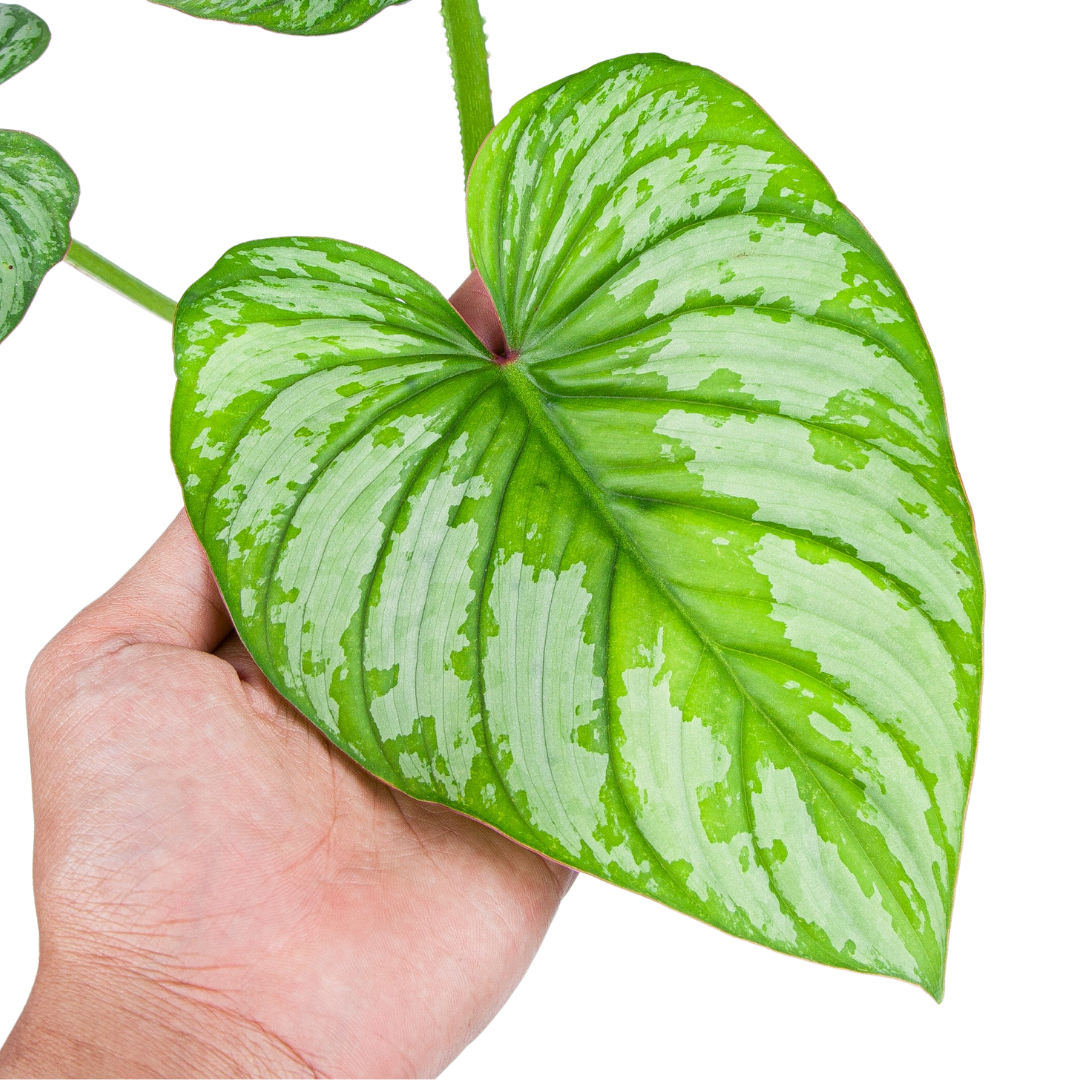 mamei silver cloud philodendron Philodendron Mamei (Silver Cloud) – Plantstop.us