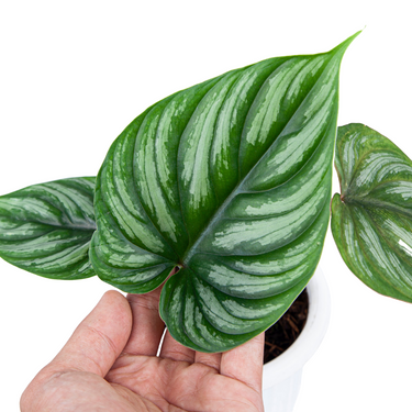 Philodendron Plowmanii