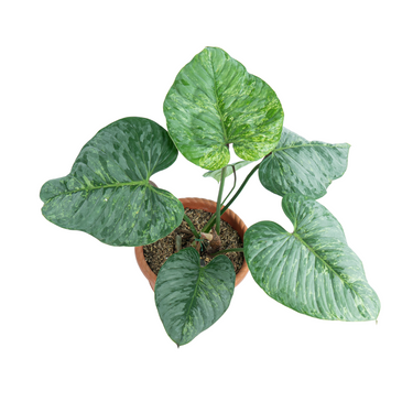 Philodendron Sodiroi Variegated - Mature size