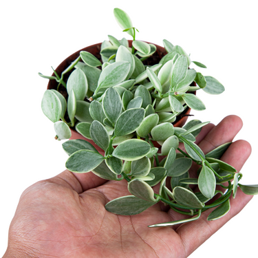 Hoya Dischida Variegated - Plantstop.us