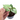 Syngonium Green Splash