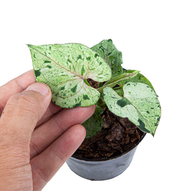 Syngonium Green Splash