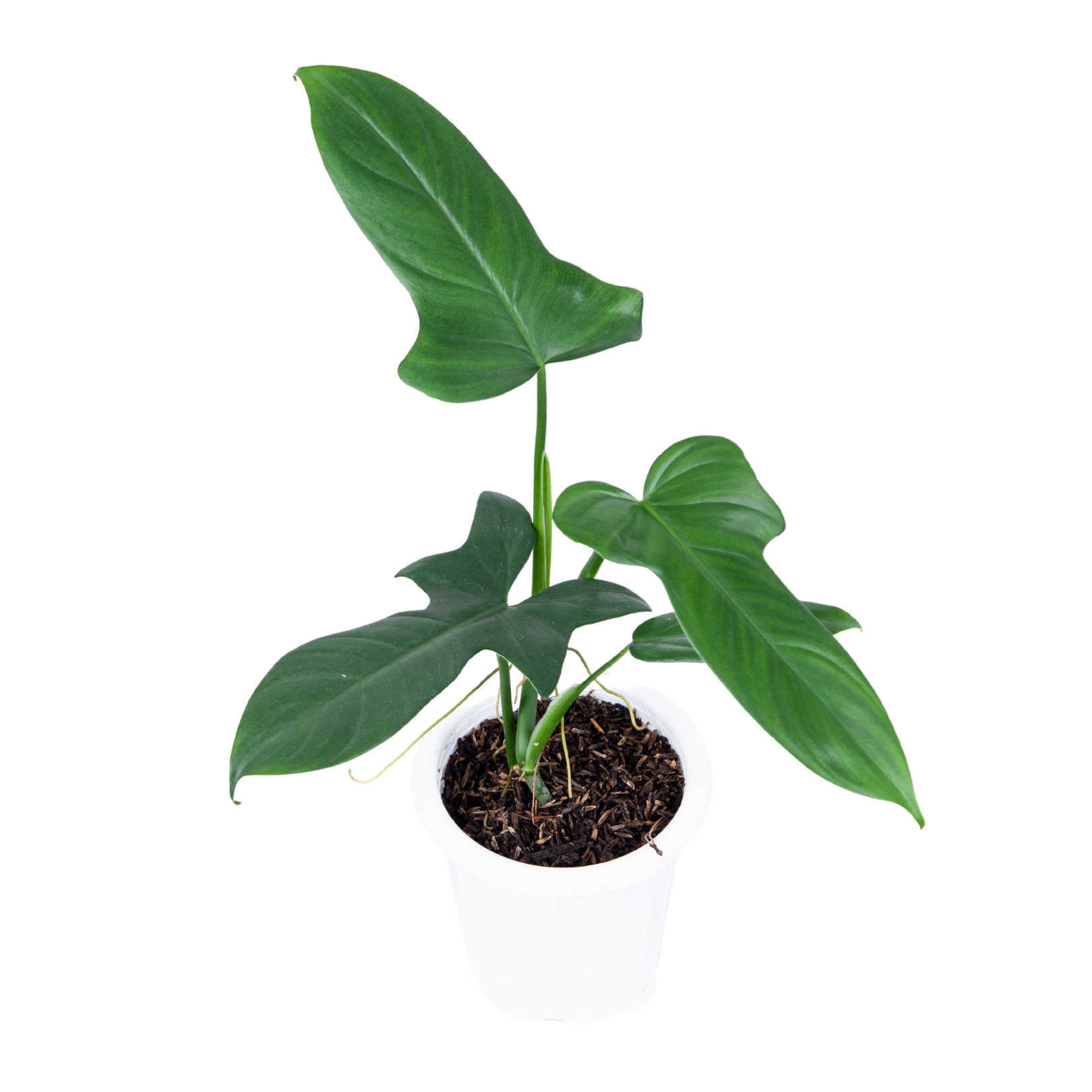 philodendron bipennifolium for sale Philodendron Bipennifolium – Plantstop.us