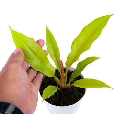 Philodendron Crocodile Golden