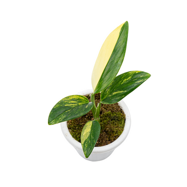 Monstera Standleyana Aurea Variegated