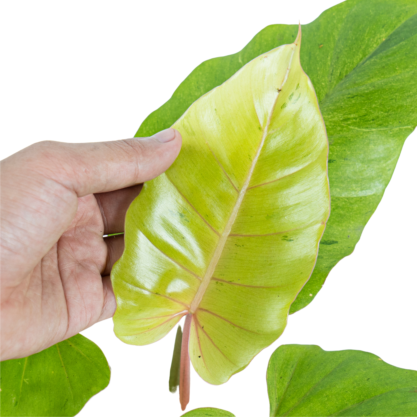 philodendron fever dreams Philodendron 'Jungle Fever' variegated (wk9-A)