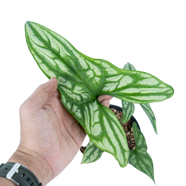 Cercestis Mirabilis - Plantstop.us