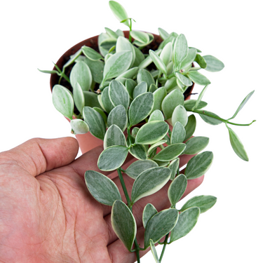 Hoya Dischida Variegated - Plantstop.us