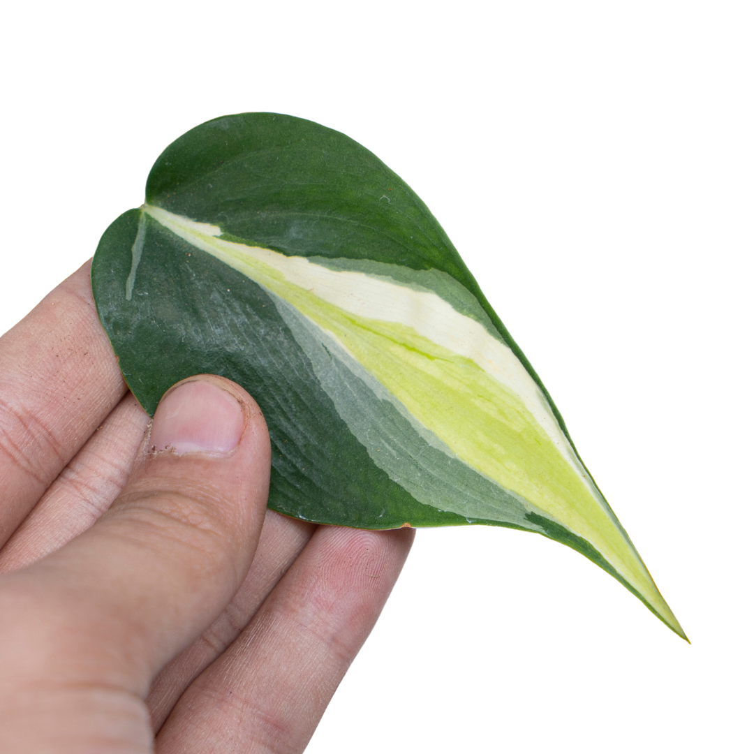 philodendron hederaceum cream splash Philodendron hederaceum 'Cream Splash'