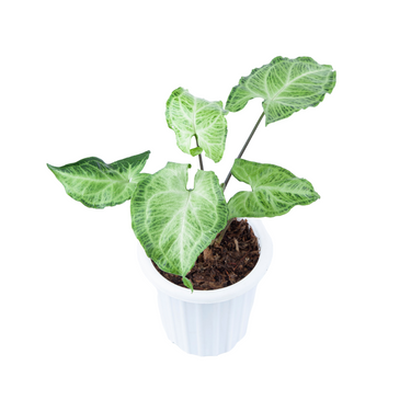 Syngonium Batik
