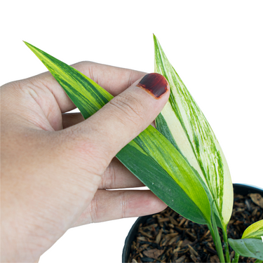 Epipremnum Amplissimum Aurea Variegated - Plantstop.us