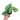 Philodendron Plowmanii