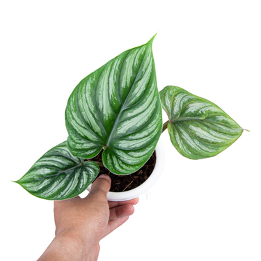 Philodendron Plowmanii