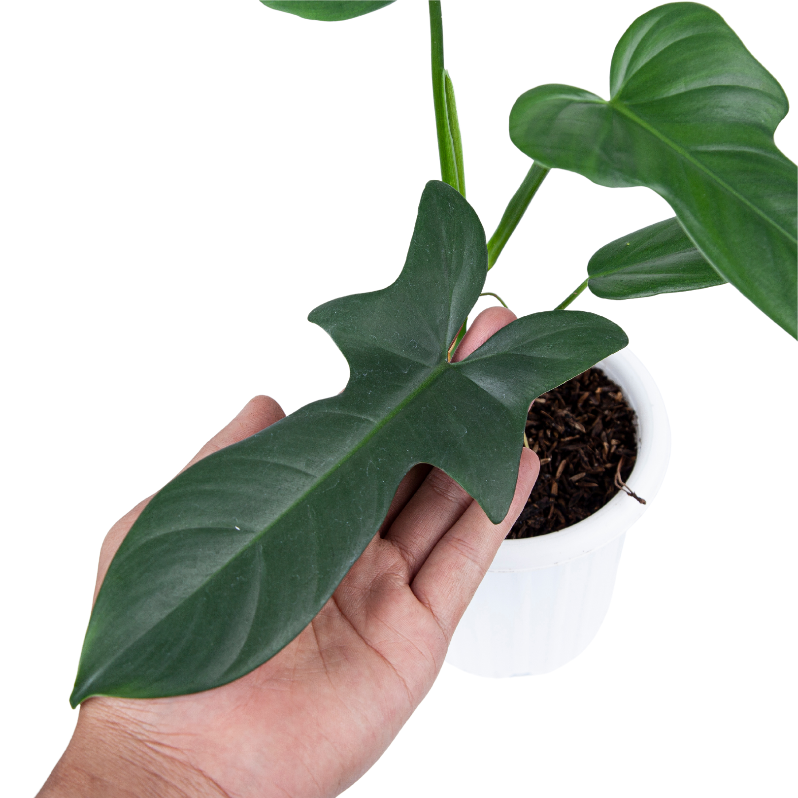 philodendron bipennifolium for sale Philodendron Bipennifolium – Plantstop.us