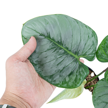 Philodendron Sodiroi - Medium size