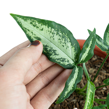 Syngonium White Ribbon