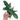Philodendron Pedatum