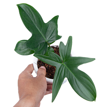Philodendron Pedatum