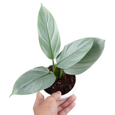 Philodendron Hastatum Silver Sword