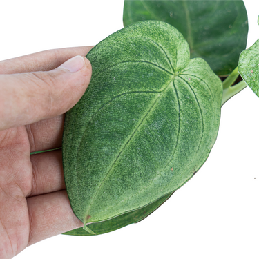 Syngonium Frosted Heart