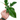 Philodendron Squamiferum