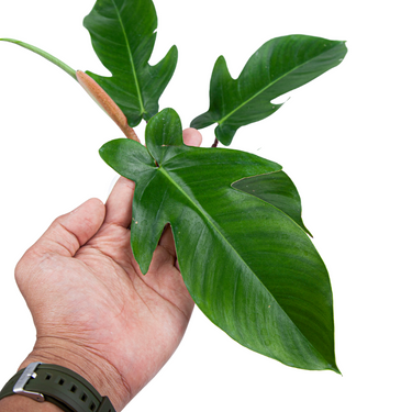 Philodendron Squamiferum