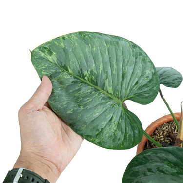 Philodendron Sodiroi Variegated - Mature size