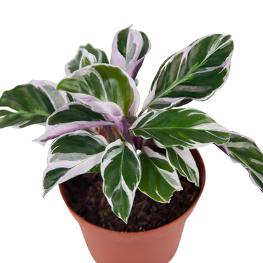 Calathea White Fusion - Plantstop.us
