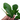 Philodendron Squamiferum