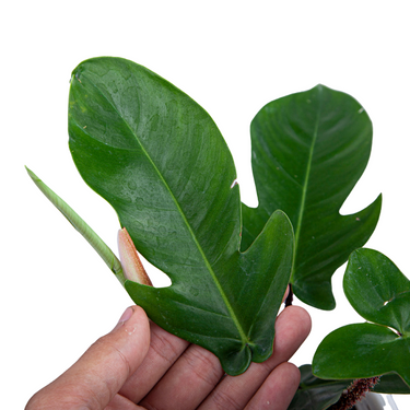 Philodendron Squamiferum