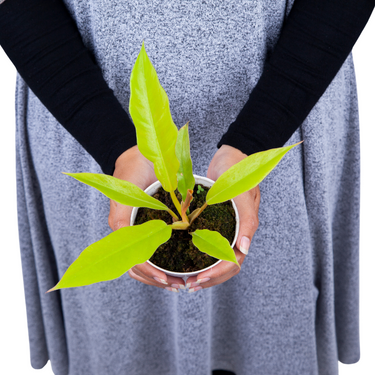 Philodendron Crocodile Golden