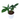 Philodendron Pedatum