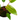 Philodendron Painted Lady