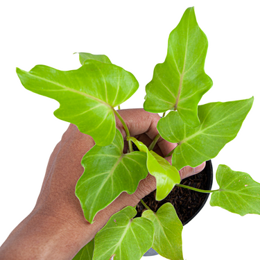 Philodendron Golden Xanadu