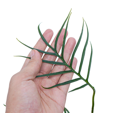 Philodendron Tortum