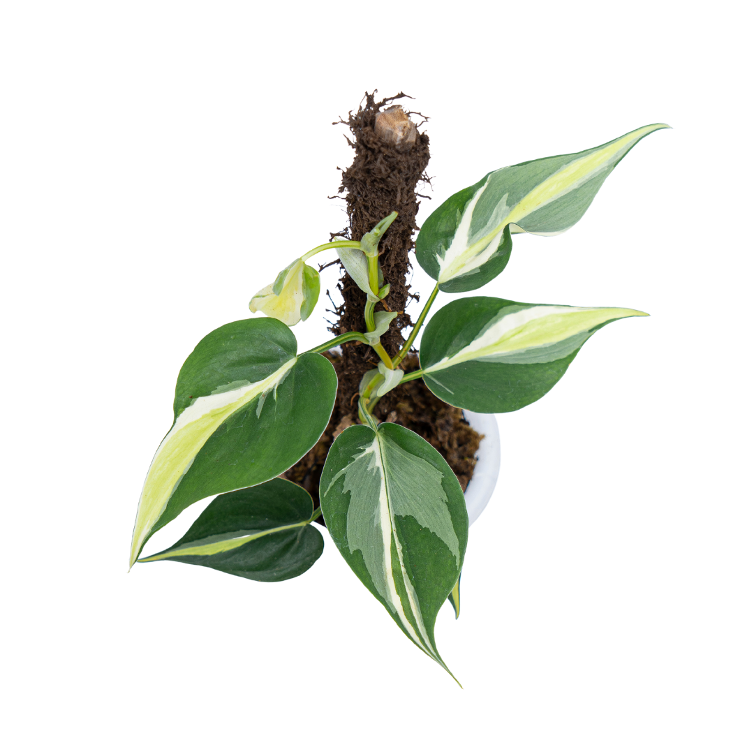 philodendron cream splash Philodendron hederaceum 'Cream Splash'