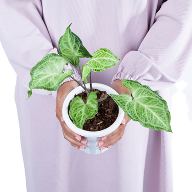 Syngonium Batik