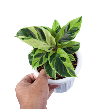 Calathea Yellow Fusion - Plantstop.us