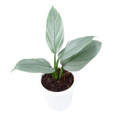 Philodendron Hastatum Silver Sword