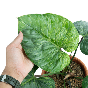 Philodendron Sodiroi Variegated - Mature size
