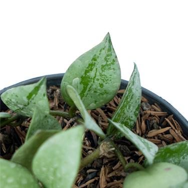 Hoya Lacunosa SIlver Splash