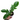 Philodendron Squamiferum