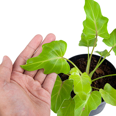 Philodendron Golden Xanadu