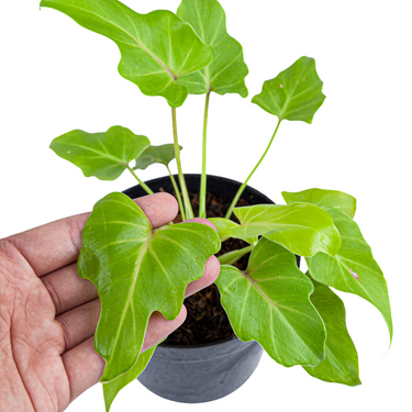 Philodendron Golden Xanadu