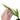 Epipremnum Amplissimum Yellow Variegated
