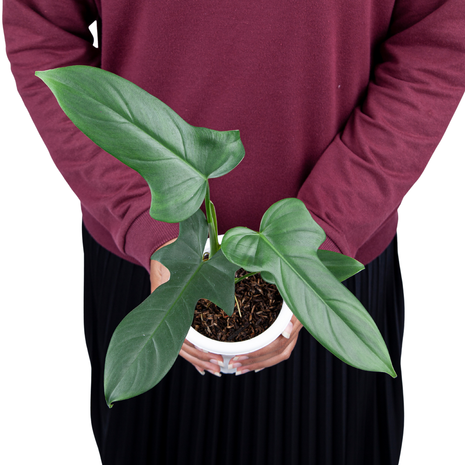 philodendron bipennifolium for sale Philodendron Bipennifolium – Plantstop.us