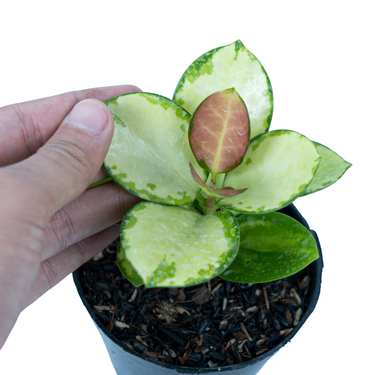 Hoya Australis Lisa
